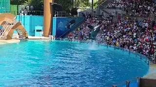 FULL HD VIDEO: PERFECT ORCA😍🤩JUMPS, IMITATING AUDIENCES AND MANY MORE. PLS SUBSCRIBE 🤗