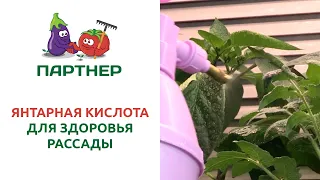 ЯНТАРНАЯ КИСЛОТА ДЛЯ ЗДОРОВЬЯ РАССАДЫ