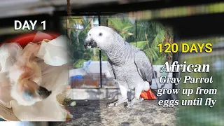 How Baby African Grey Parrot grow up from hatch until fly Day 1 to 120 Days