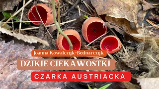 Dzikie Ciekawostki #4 - Czarka austriacka | Grzyby | Przyroda | Joanna Kowalczyk-Bednarczyk