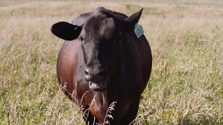 Adaptive Grazing 101: How to Build a Grass Cow