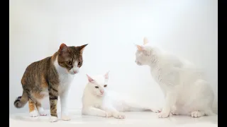 OMG So Cute Cats ♥ Best Funny Cat Videos 2021