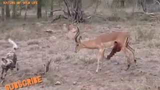 Wild dogs v Impala | Impala fights back as gu....