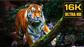 Wildlife Animals 16K 120 FPS (ULTRA HD) Part 22 - 16K HDR VIDEO in Discovery Wild Animals | Ultimate