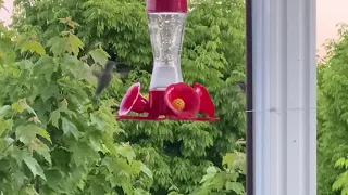 Hummingbirds, 2 female hummingbirds fighting for a feeder