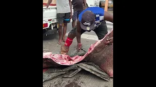 Real Pay Back for Steve Irwin | Cutting same Stingray killed by steve Irwin