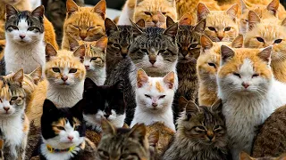 ¿Sabías que existe una isla en Japón donde viven más gatos que personas? #mundotv