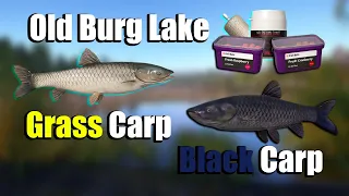 🎣Russian Fishing 4 RF4 - Old Burg Lake Grass-Black Carp Spot#239