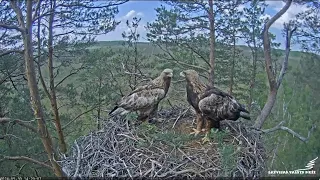 Spilve atnes vēl vienu zariņu /Spilve brings another twig LVM Klinšu ērglis - Golden Eagle