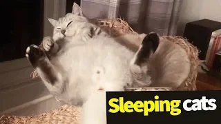 Sleeping Cats Compilation - Adorable Cats Asleep