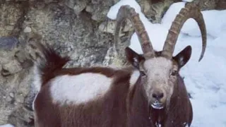 Trophy size Himalayan ibex || Hussaini conservancy area  || hunza gojal