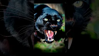 Чёрная пантера❤️👍❤️Black Panther#чёрная пантера в чёрном панамера