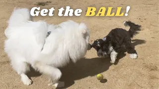 A Mini Sheepadoodle Meets a Samoyed