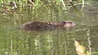 Beavers in King County trapped, relocated to help salmon habitat