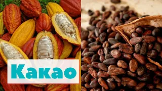 Какао | Как это сделано | Cacao