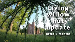 Living Willow Hut Update 🌳