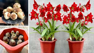 Grow beautiful balcony flowers. A great job, very interesting