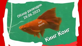 Обзор разводни 29.06.2023 год. Немного о Кинг-конг