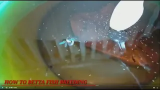 How To Betta Fish Breeding  - Easy and Simple Steps To Breed Betta Successfully