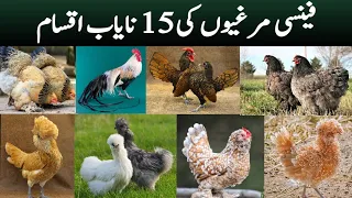 15 Most Beautiful Fancy Chicken Breeds Commonly Found in Pakistan | Fancy Hen Farming