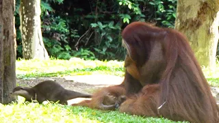 大きなオランウータンとカワウソ/ Big orangutan and otters
