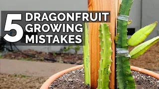 5 Dragon Fruit Growing Mistakes to Avoid