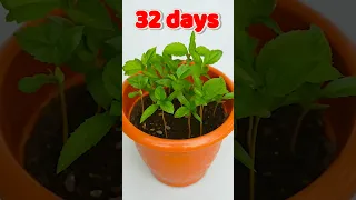 🍎growing apple tree from seeds #shorts #youtubeshorts