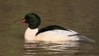 BTO Bird ID  - Goosander and Red-breasted Merganser