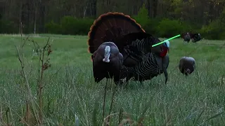 Spring Turkey Hunting - Ohio 2023