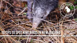 10 Tips To See Kiwi Birds in The Wild in New Zealand - NZPocketGuide.com