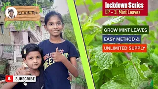 Growing Mint at Zero cost Lockdown series Ep-3