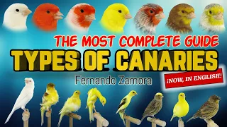 TYPES OF CANARIES, GUIDE OF CANARIES,  BREEDS OF CANARIES