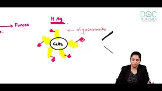 Abo,Rh,Kell,Lewis ,Duffy Blood Groups And Methods Of Blood Grouping