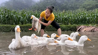 Harvest Ducks Goes to the market sell | planting jackfruit, Herding pigs | Hoàng Hương