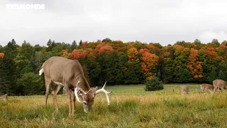 Voyages Vert Vous - Québec : découverte de la région d'Abitibi-Témiscamingue