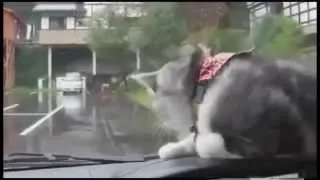 Приколы с котами 2014  Best funny cats 2014