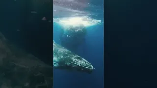 Самка горбатого кита со своим детенышем в водах архипелага Тонга. 🐋Тайны Океанов