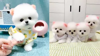 Mini Pomeranian 😍🐶 Pomeranian The Cutest Dogs #2