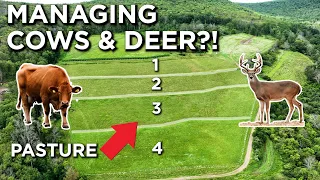 Managing Cattle & Deer?! | It Can Be Done!