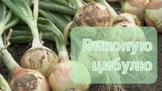 Коли я викопую цибулю