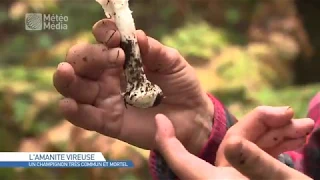 Les champignons comestibles et non comestibles du Québec (reportage de Sandra Sirois)