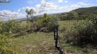 Bowhunting goats and pigs in the mountains. (Bowhunting Australia).
