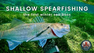 🔱 The First Sea Βass of the Season | Shallow Spearfishing in Captivating Scenery 🐟