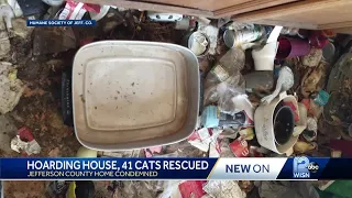 41 cats rescued from hoarding house