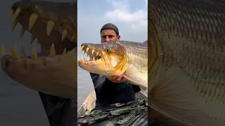 The Most Dangerous Fish of freshwater ~ Goliath Tigerfish ~ nightmare #shorts