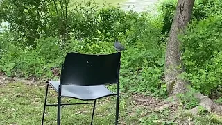 Baby Canadian Geese, Grey Catbird and Eastern Gray Squirrel