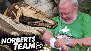 BLUTPYTHON | NORBERTS TEAM | ZOO ZAJAC