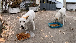 Two Stray Brothers Dogs Grateful Eating Food I Brought for Them