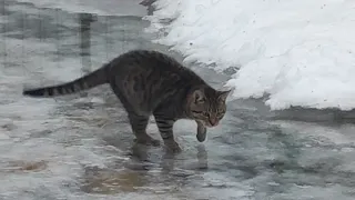 СМОТРЕТЬ ВСЕМ! СРОЧНО! РЕПОСТ! САМЫЙ ЧУДНОЙ КОТ ВОРОНЕЖА