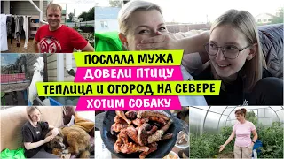 Послала Мужа / Огород и Теплица на СЕВЕРЕ / Хотим СОБАКУ / Довели птицу / Vika Siberia LifeVlog